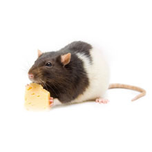 Крысы, мыши и песчанки